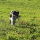 <h1 style="font-size: 12px"><font color="#333333"><em>Cane da Caccia "Telly" esegue un riporto da manuale..il Riporto nel cane da caccia è il raggiungimento di una completezza del suo percorso di addestramento venatorio..</em></font></h1>